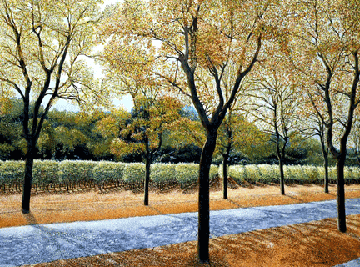 viansa winery